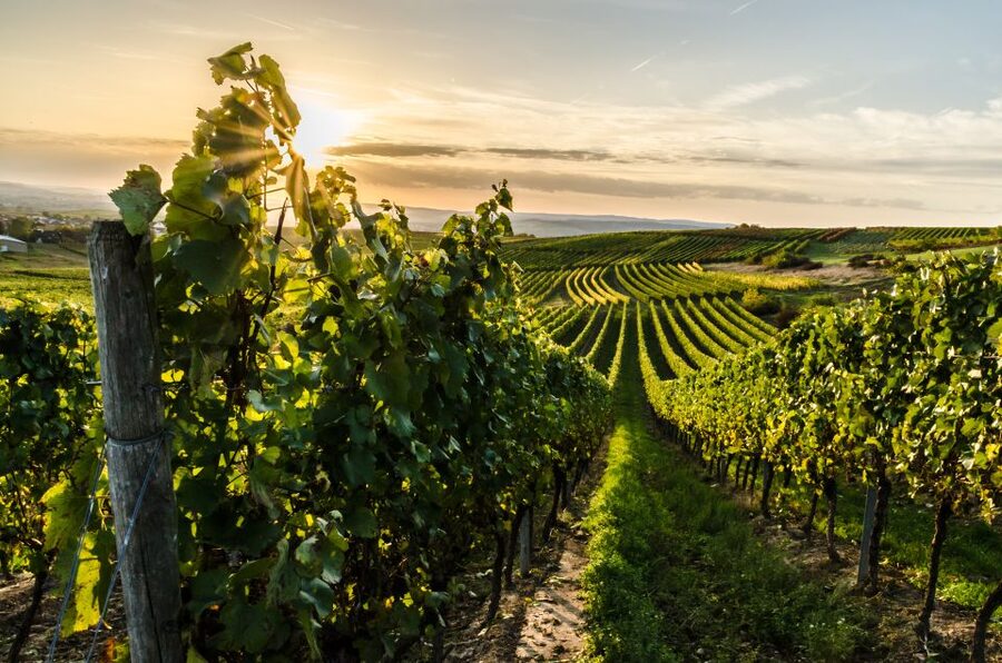 From Florence: Semi Private Deep Wine Chianti San Gimignano - The guide can make or break a long day