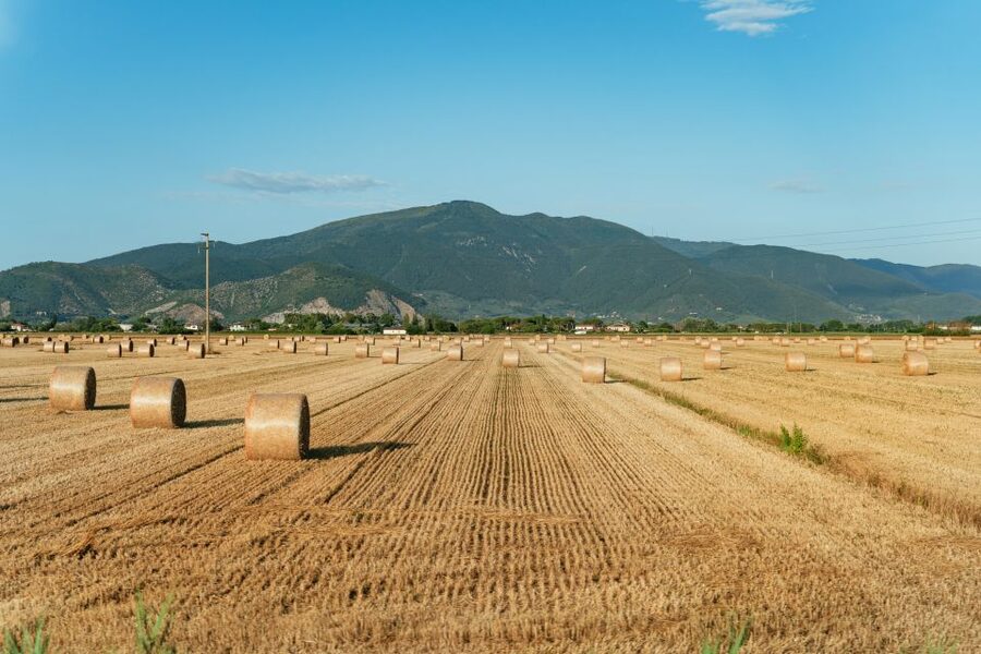 From Florence: Siena, San Gimignano, Pisa & Lunch at Winery - How Much Value Do You Get for $112?