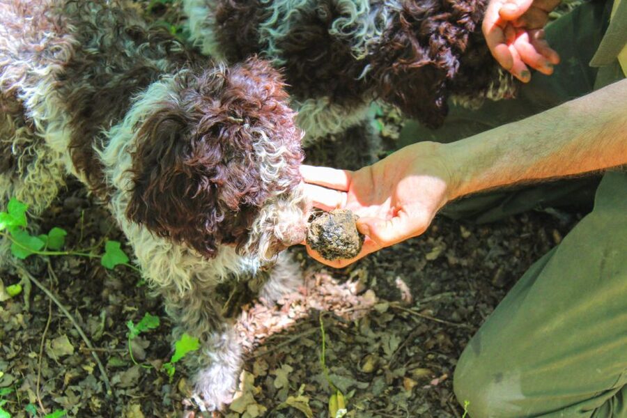 From Florence: Truffle Hunting with Lunch & Transportation - Meeting the Dogs and Learning the Hunt