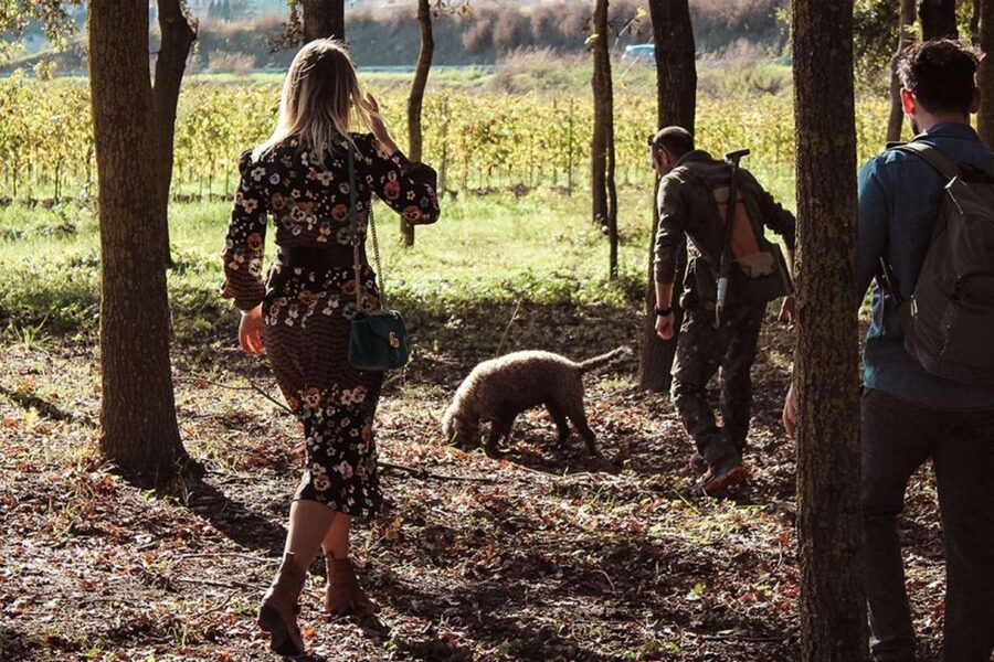 From Florence: Truffle Hunting with Lunch & Transportation - Wine and Olive Oil at Tenuta Torciano