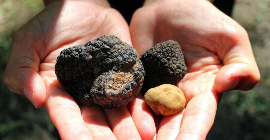 From Florence: Truffle Hunting with Lunch & Transportation - The $836 Price and What You Get