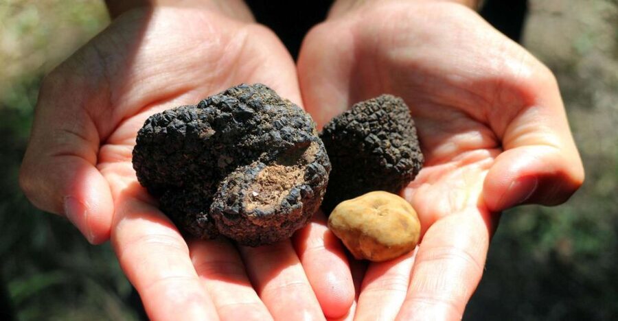 From Florence: Truffle Hunting with Lunch & Transportation - Group Size, Timing, and Practical Comfort
