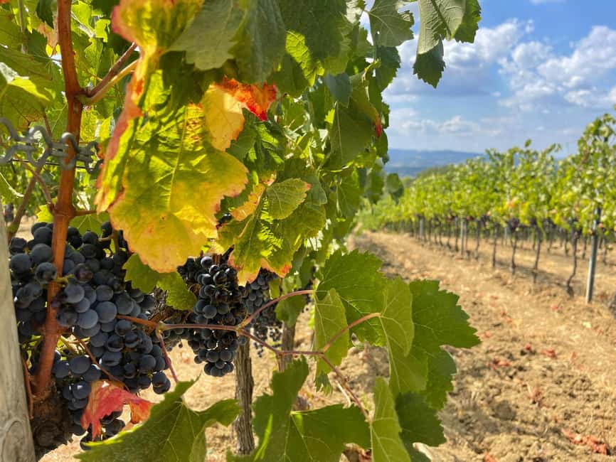 From Florence: Tuscany & San Gimignano Tour with 2 Tastings - The ride into the Chianti Hills