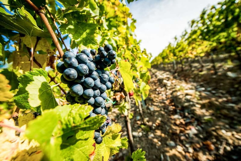 From Florence: Tuscany Wine & Food Tour with Guide - The hilltop estate and Tuscan lunch