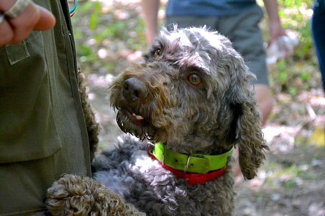 Full-Day Small-Group Truffle Hunting in Tuscany with Lunch - Leaving Florence at 10 a.m.