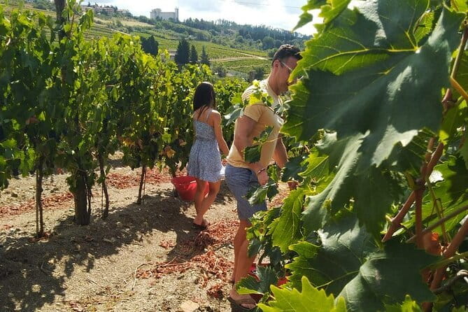 Grape Stomping and Wine Tasting in Tuscany - The cost: what $357.42 covers