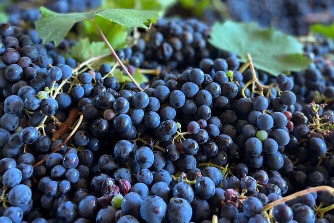 Grape Stomping Experience and Wine Tasting - Key points to know before booking