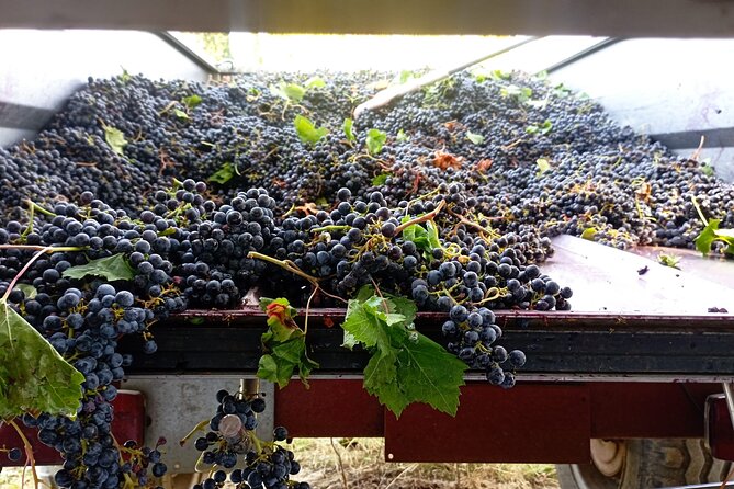 Greve in Chianti Wine Tasting and Winery Tour - Is $60.47 a fair price?