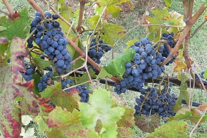 HALF-DAY: Chianti Classic Tour with Wine Experience & visit of San Gimignano - San Gimignano in one compact hour