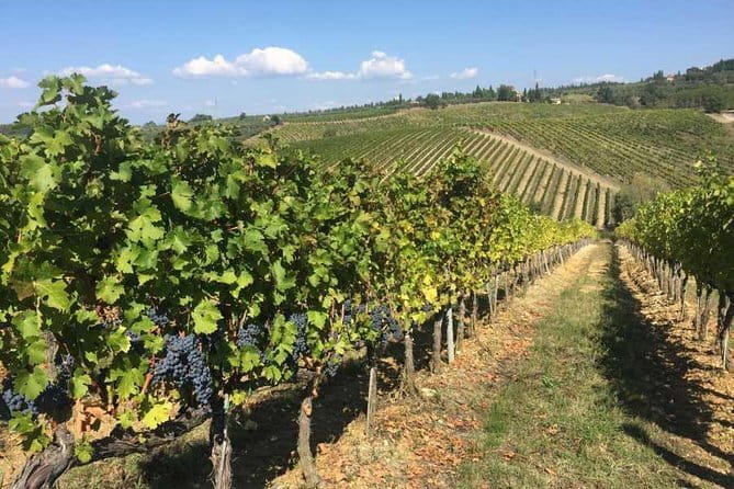 Half-day Chianti Classico Wine tour from Florence - Small Group - What the tastings are really worth