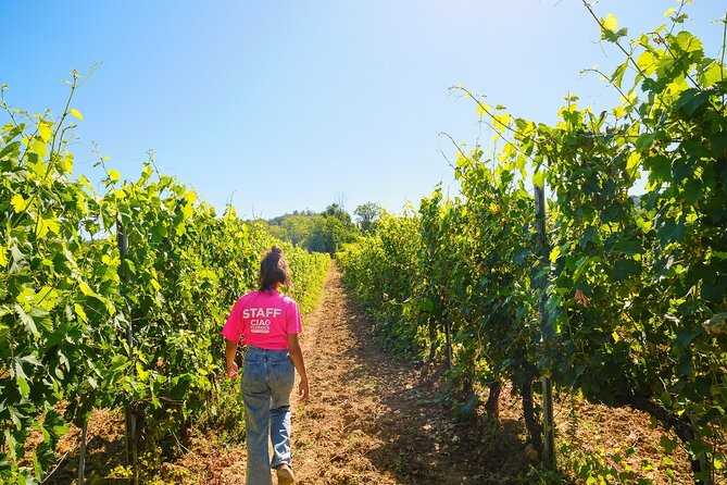 Half-day Experience to San Gimignano Hills with Picnic and Wine - Key points to know before you book