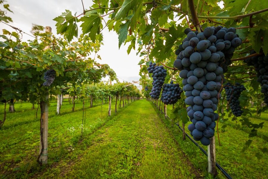 Half-day Hills Experience to San Gimignano with Pic Nic Wine - Key points at a glance