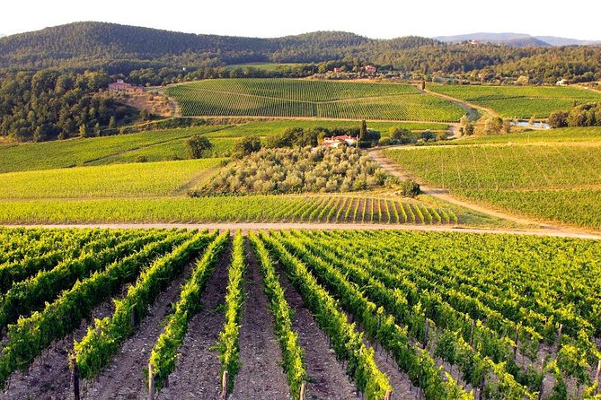 Half Day Tour Chianti Winery with San Gimignano - Towers, Vernaccia, and the famous gelato question