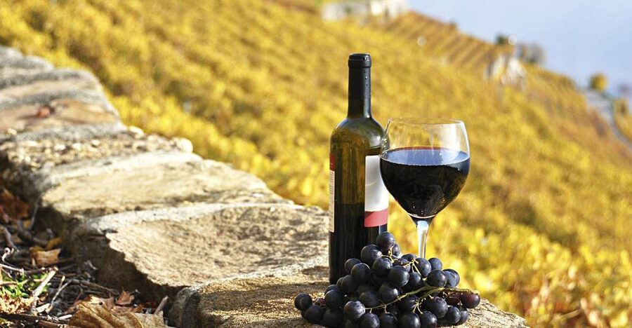 Half-Day Tour from Florence: Chianti Colors & Flavors - First estate: cellar stories and Tuscan snacks