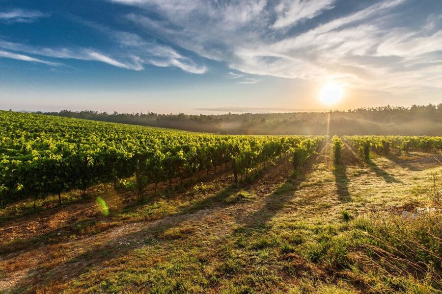Half-Day Tour from Florence: Chianti Colors & Flavors - Timing, meeting point, and practical limits