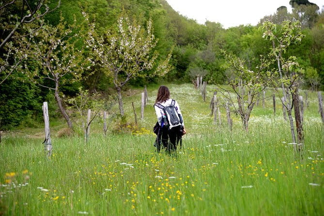 Hike & Wine Tour - Wine, olive oil, and a Tuscan lunch
