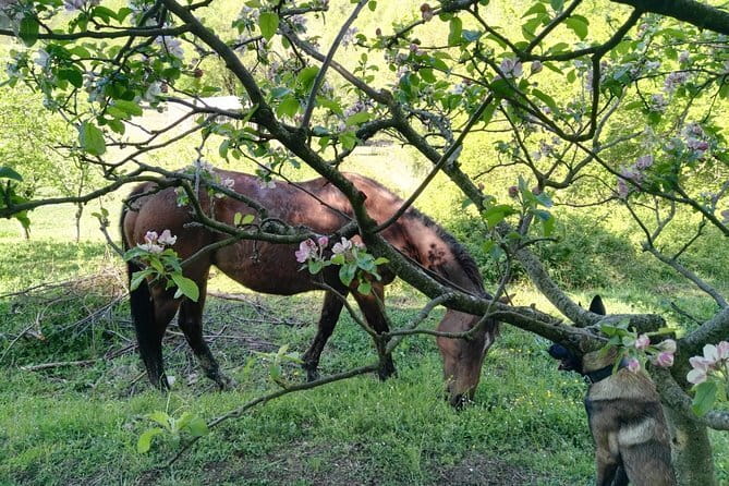 Horse ride in the Mugello (transfer from / to Florence) and Tuscan aperitif - What the Mugello ride actually offers