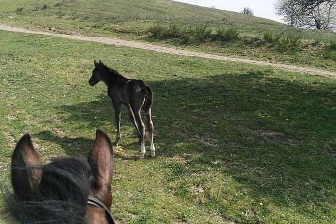 Horse ride in the Mugello (transfer from / to Florence) and Tuscan aperitif - Booking, cancellation, and small details