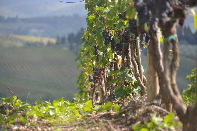 It's Wine Time! 2 wineries & farm-to-table lunch—max 8 pp - Timing, weather, and practical comfort