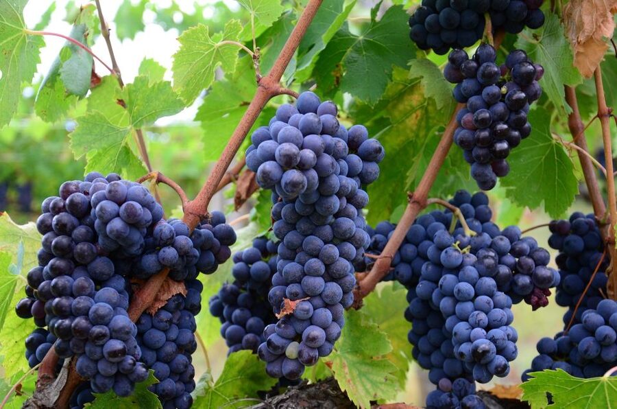 Montalcino: Brunello Wine Tasting Experience - Three Wines, Including the Possibility of Brunello