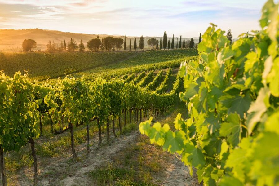 Montalcino: Brunello Wine Tasting Experience - What the Castle Adds to the Experience