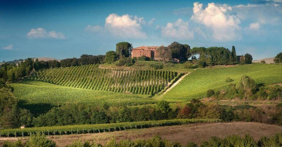 Montalcino: Brunello Wine Tasting Experience - The Vineyard Walk Comes First
