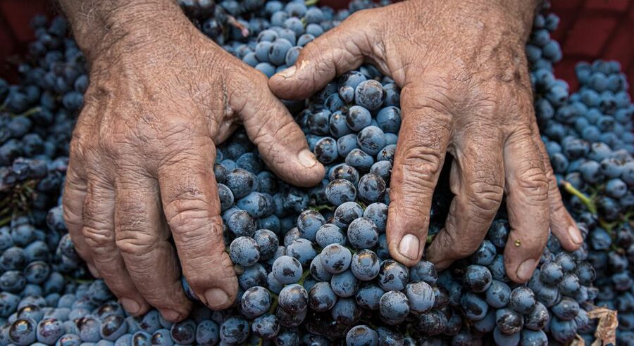 Montalcino: Brunello Wine Tasting & Lunch in a Tuscan Castle - Inside the cellar and barrel room