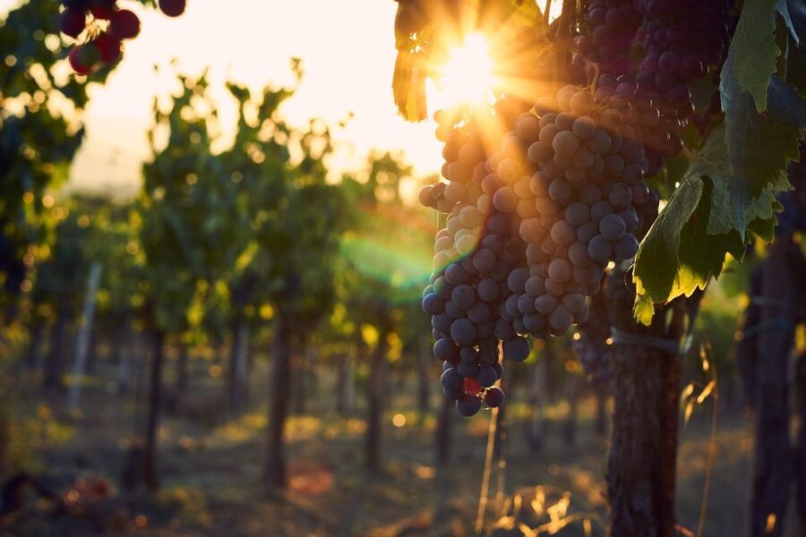Montalcino: Brunello Wine Tasting & Lunch in a Tuscan Castle - A Tuscan lunch that is more than a snack