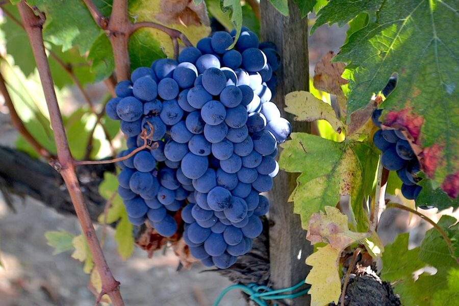 Montalcino: Small-Group Brunello Wine Tour from Florence - Comparing Rosso di Montalcino and Brunello DOCG