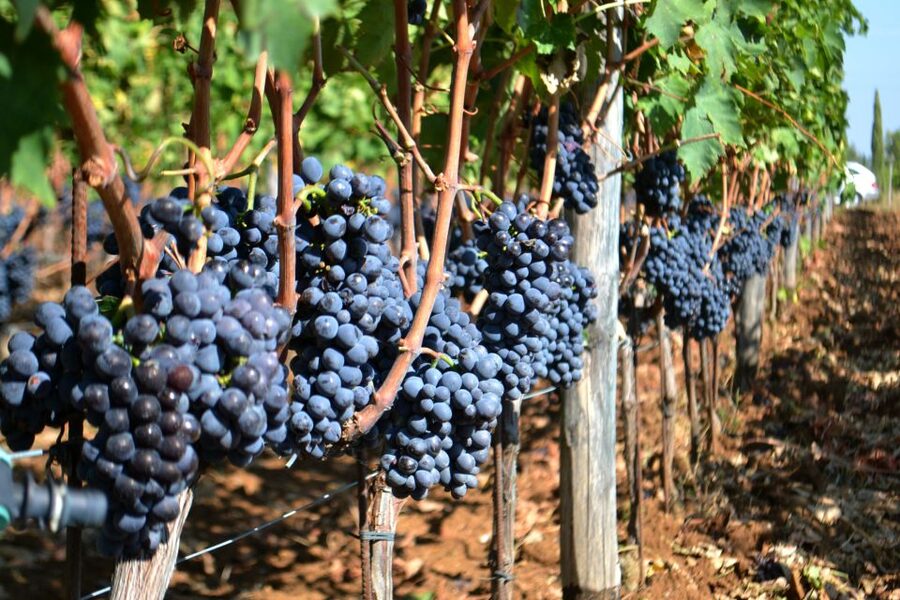 Montalcino: Small-Group Brunello Wine Tour from Florence - A traditional lunch in the middle of the day