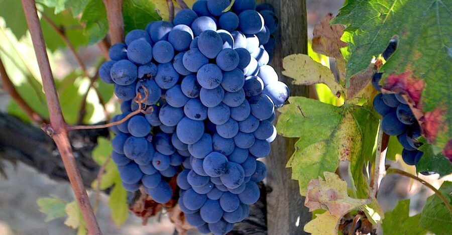 Montalcino: Small-Group Brunello Wine Tour from Florence - Booking details that affect your decision