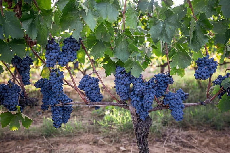 Montalcino: Vinyard Tour with Vertical Brunello Tasting - Local food makes the tasting feel grounded