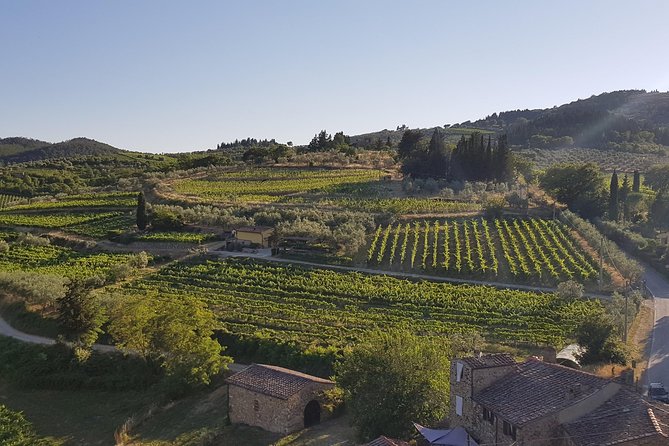 Montefioralle Winery - Tour and Wine Tasting in Chianti - A small winery below Montefioralle