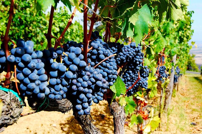 Pienza, Montalcino, Brunello Wine and Pecorino Cheese PRIVATE TOUR from FLORENCE - A scenic route through UNESCO-listed Val d’Orcia