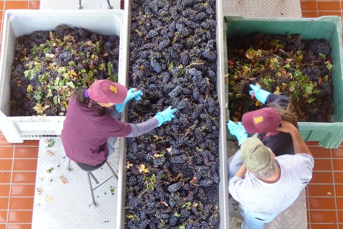 Pienza, Montalcino, Brunello Wine and Pecorino Cheese PRIVATE TOUR from FLORENCE - Who should book this Tuscany tour?