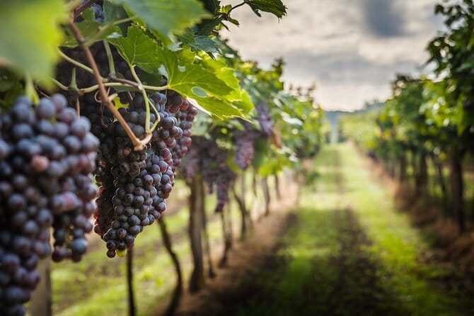 Private Chianti Wine Tasting from Florence, Half Day Experience - Key points to know before booking