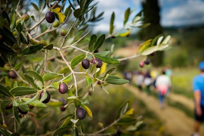 Private Classic Wine Tour in Chianti from Florence - What the private format changes