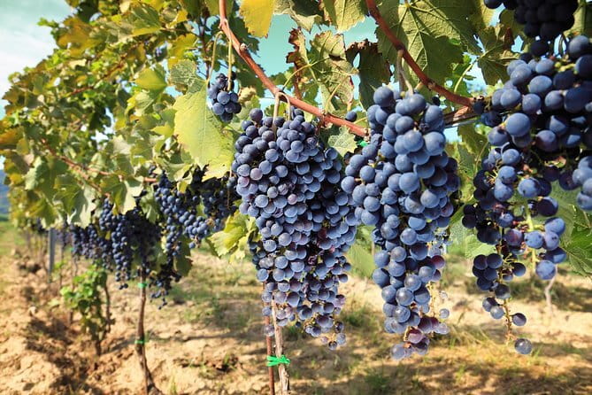 Private daytrip to Siena & Chianti wine country, with wine tasting from Florence - The road through Panzano and the Chianti hills