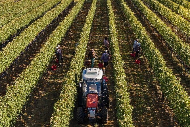 PRIVATE Full-Day Brunello Wine experience from Florence - Paradiso di Cacuci: a female-run winery and olive oil