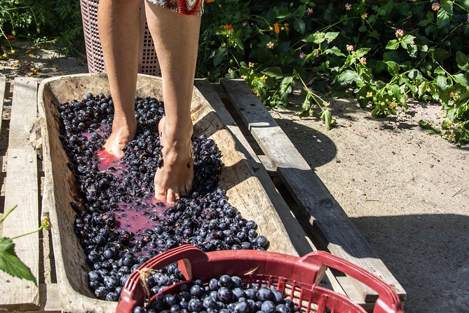 Private Grape stomping in Chianti from Florence - Key points to know before booking