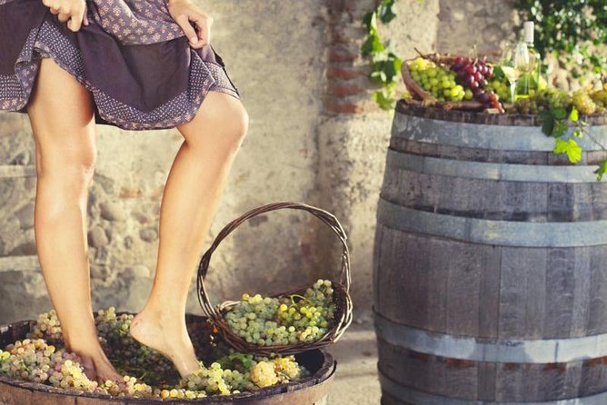 Private Grape stomping in Chianti from Florence - Leaving Florence at 9:30
