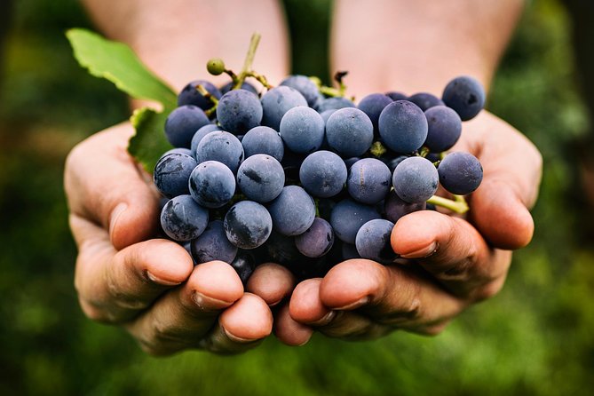 Private Grape stomping in Chianti from Florence - Four wines, grappa, olive oil, and honey
