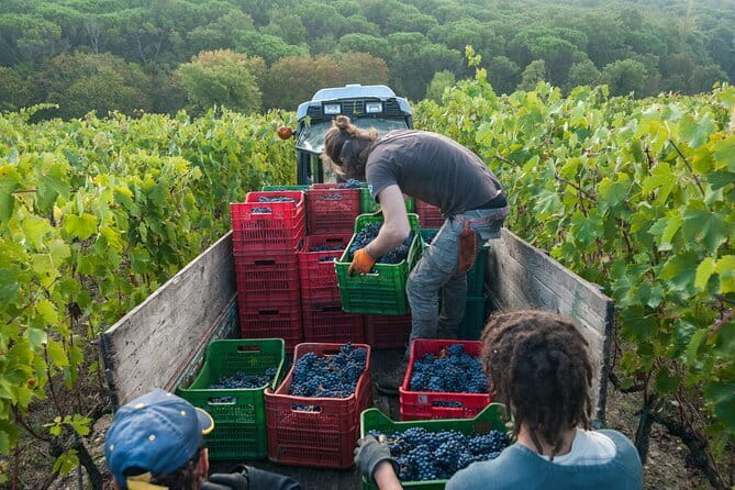 PRIVATE Half-Day Tour: Chianti Classico Wine Experience. - Key points at a glance