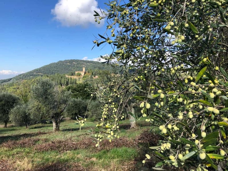Private Hiking Florence Tour with Wine and Lunch or semi-pri - Walking through cypress and oak woods