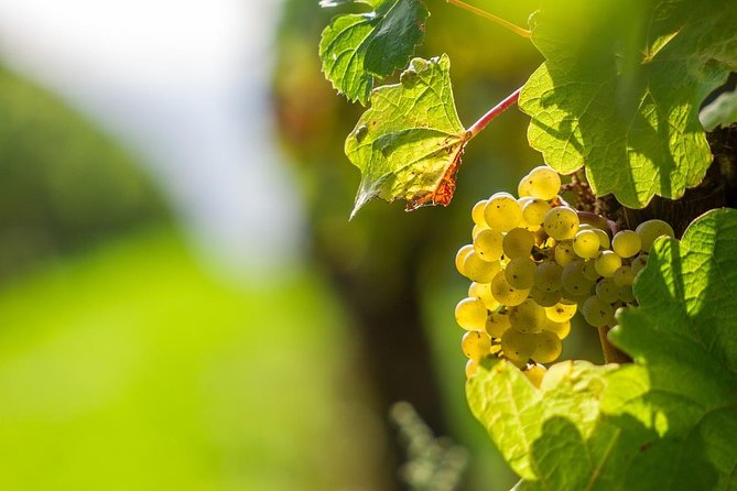 Private Tour- Chianti By Minivan At Sunset - Key points to know before booking