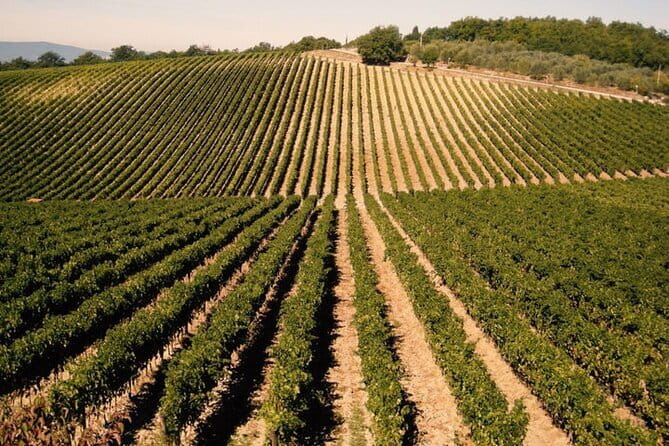Private Tour: Chianti Winery, Montefioralle, and Greve in Chianti - Greve’s Piazza Matteotti and the Falorni butcher shop