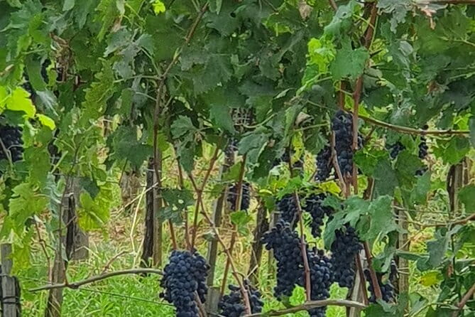 Private Tour of Chianti, Siena and San Gimignano by Minivan - Should you book this private Chianti, Siena, and San Gimignano tour?