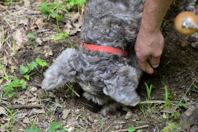 Private Truffle Hunting in Chianti - Key points at a glance