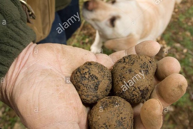 Private Truffle Hunting in Chianti - Who will enjoy this private Chianti outing?