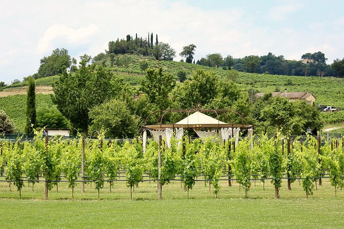 Romantic Lunch in the Vine Rows in Tuscany - Roast meat, potatoes, and cantuccini
